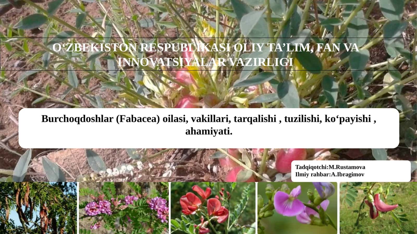 Burchoqdoshlar (Fabacea) oilasi, vakillari ,tarqalishi ,tuzilishi,koʻpayishi, ahamiyati