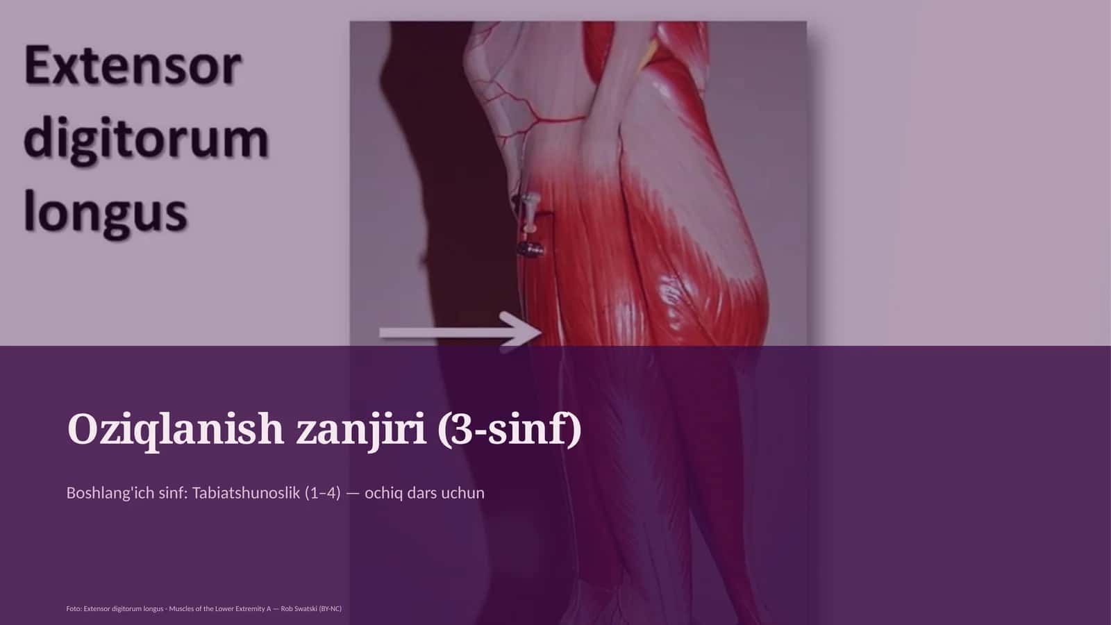 Oziqlanish zanjiri (3-sinf)