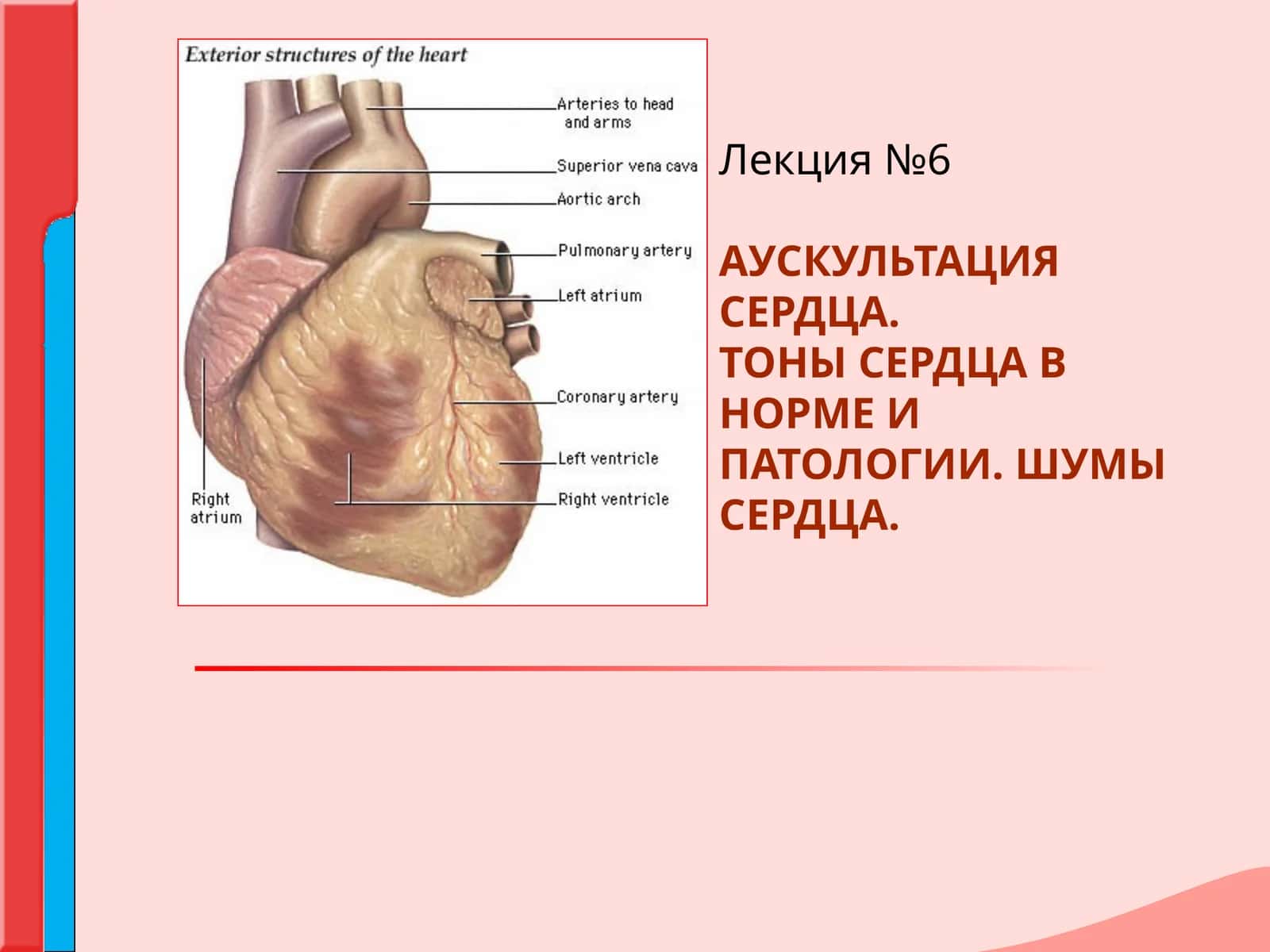 АУСКУЛЬТАЦИЯ СЕРДЦА.ТОНЫ СЕРДЦА В НОРМЕ И ПАТОЛОГИИ.ШУМЫ СЕРДЦА