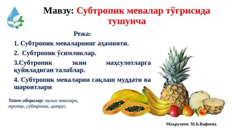 Субтропик мевалар тўғрисида тушунча