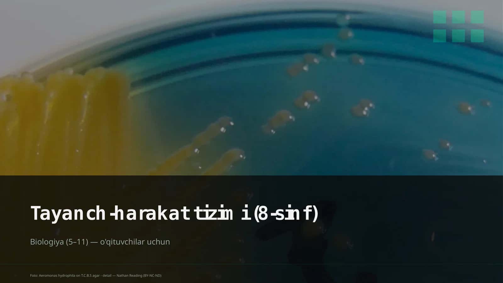 Tayanch-harakat tizimi (8-sinf)