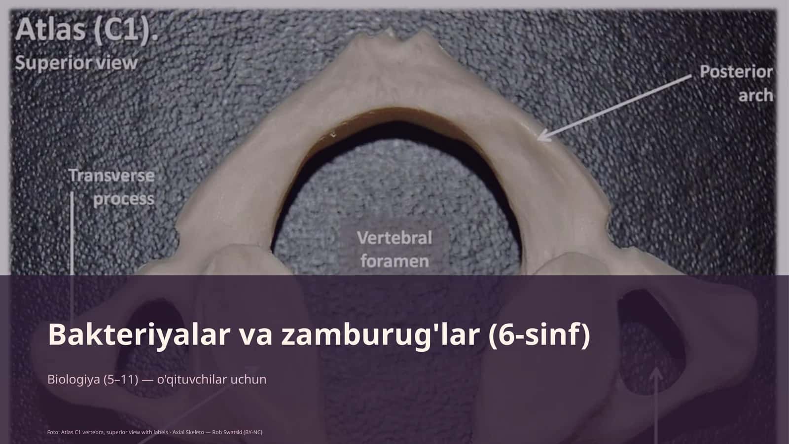 Bakteriyalar va zamburug'lar (6-sinf)