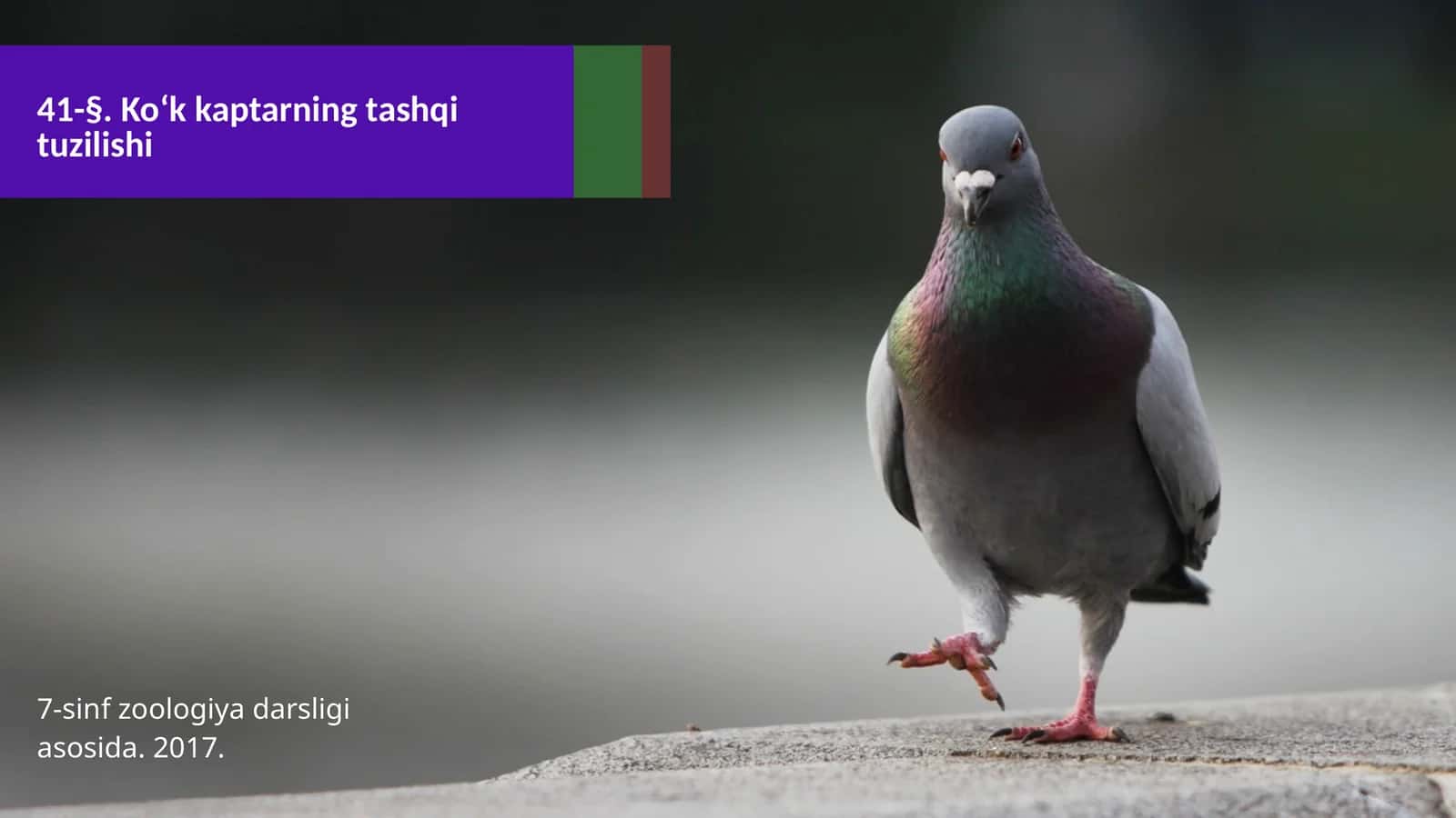 7-sinf Zoologiya 'Ko'k kaptarning tashqi tuzilishi' ko'rgazma