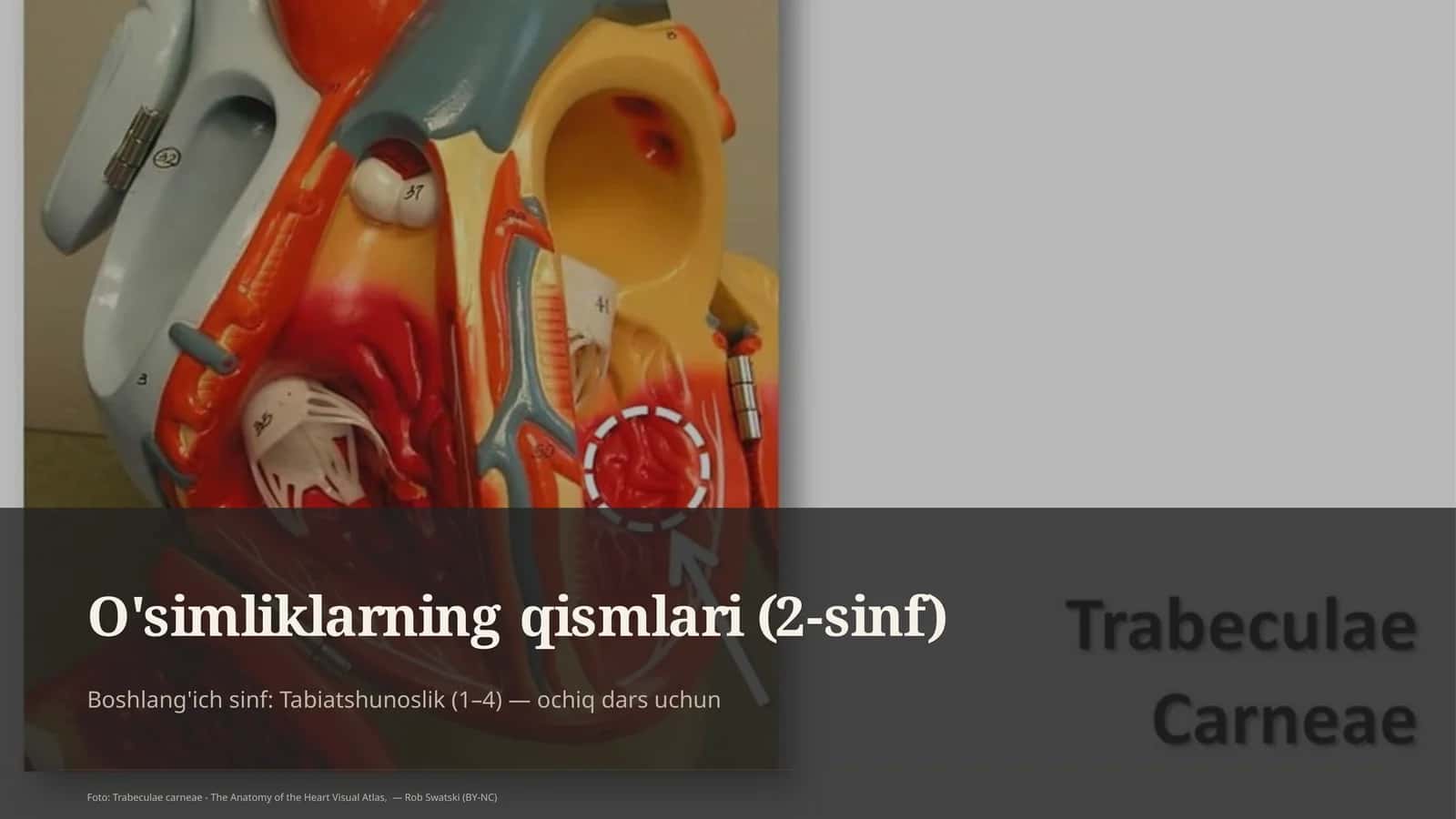 O'simliklarning qismlari (2-sinf)