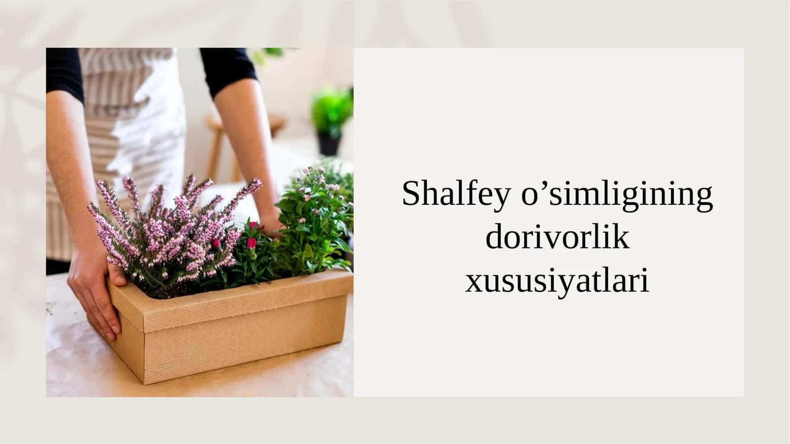 Shalfey o’simligining dorivorlik xususiyatlari