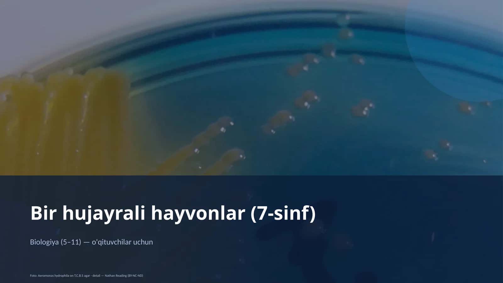 Bir hujayrali hayvonlar (7-sinf)