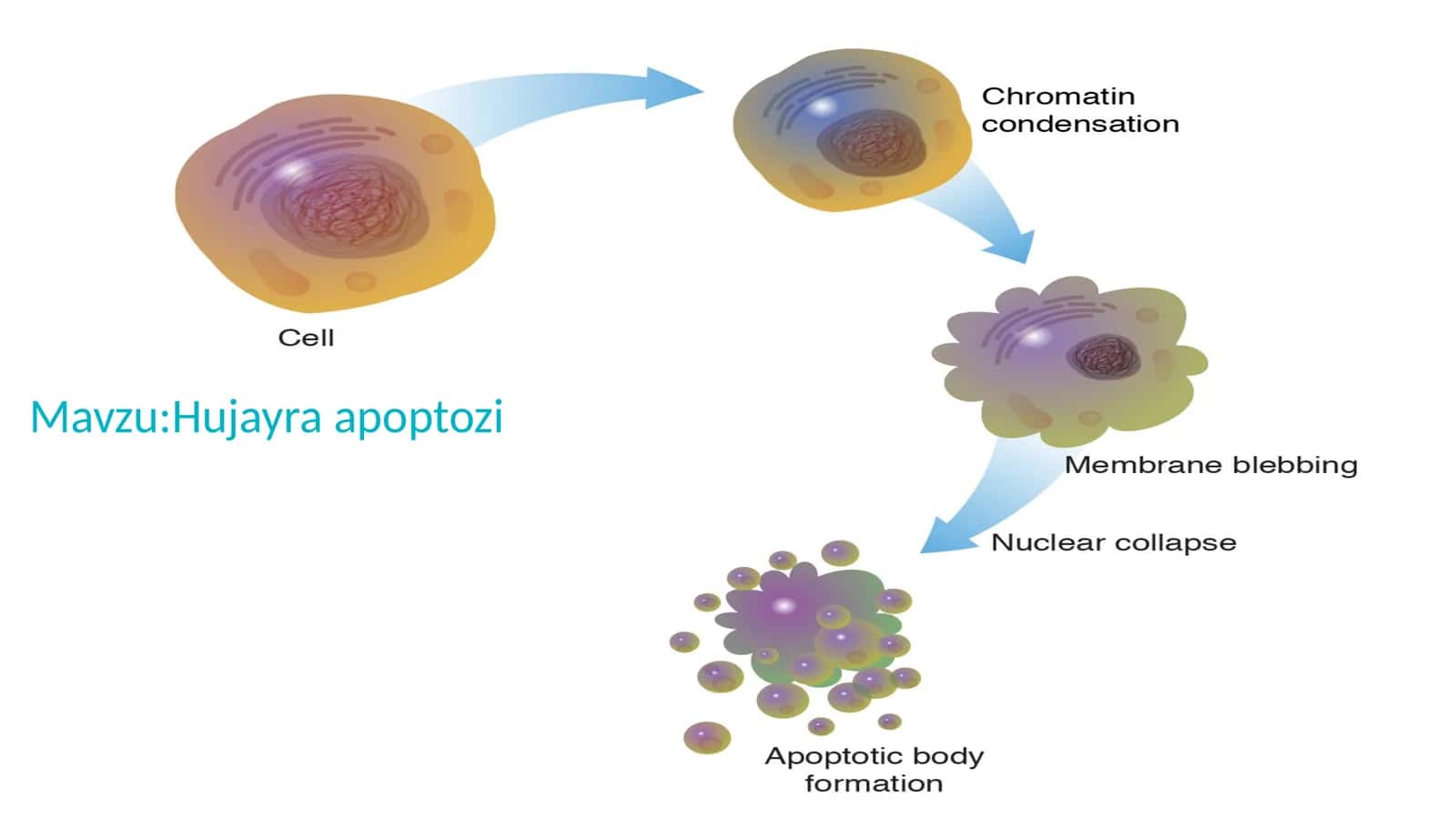 Hujayra apoptozi