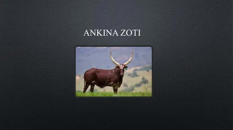 Ankina zoti