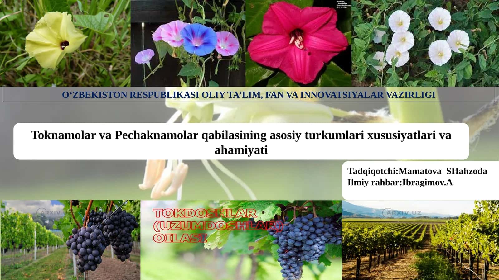 Toknamolar va Pechaknamolar  qabilasining asosiy turkumlari xususiyatlari va ahamiyati