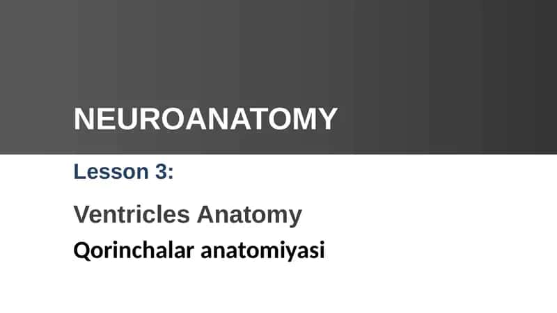 Ventricles Anatomy
