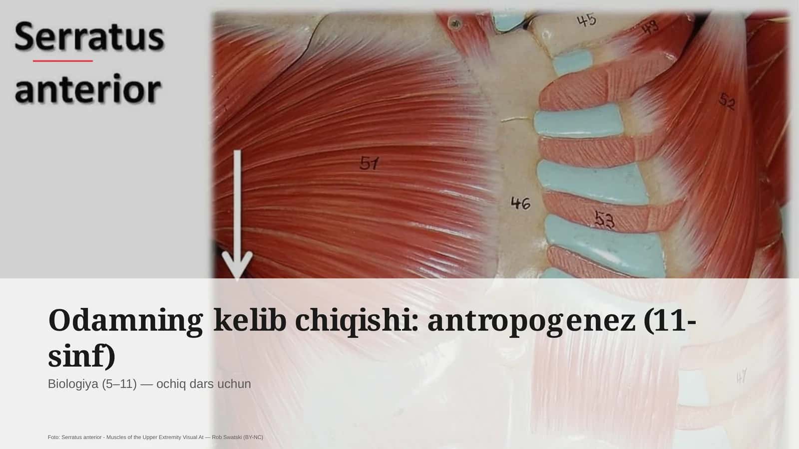 Odamning kelib chiqishi: antropogenez (11-sinf)