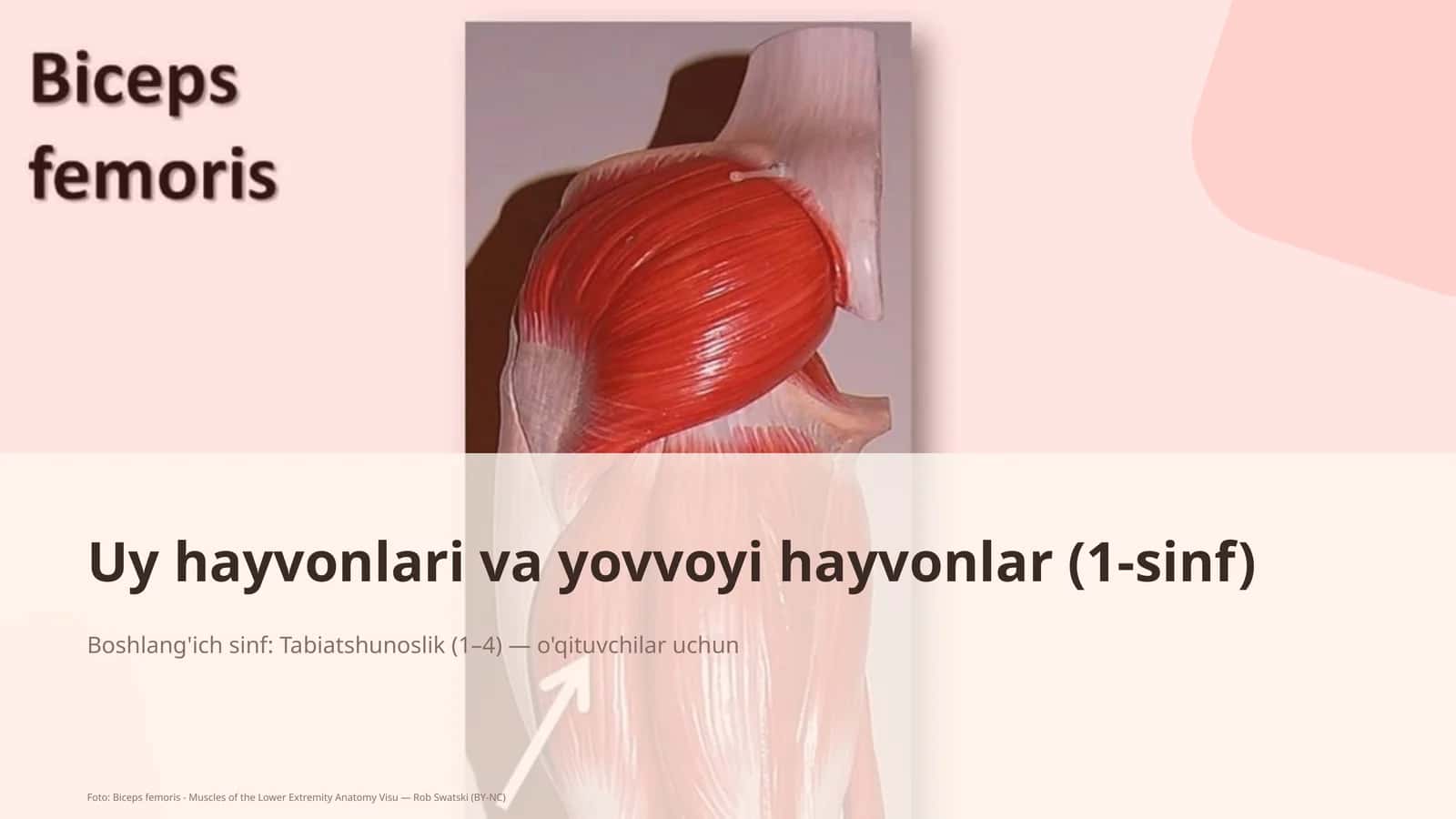 Uy hayvonlari va yovvoyi hayvonlar (1-sinf)