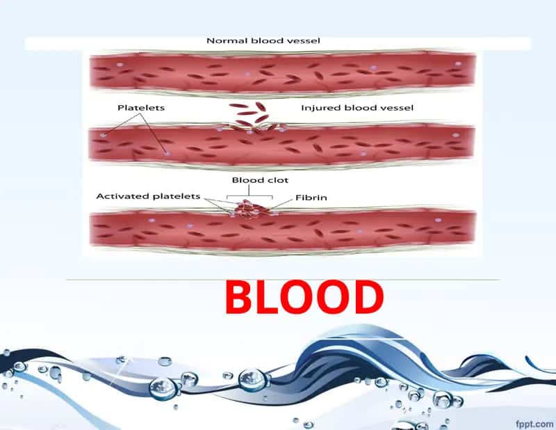 What is Blood?
