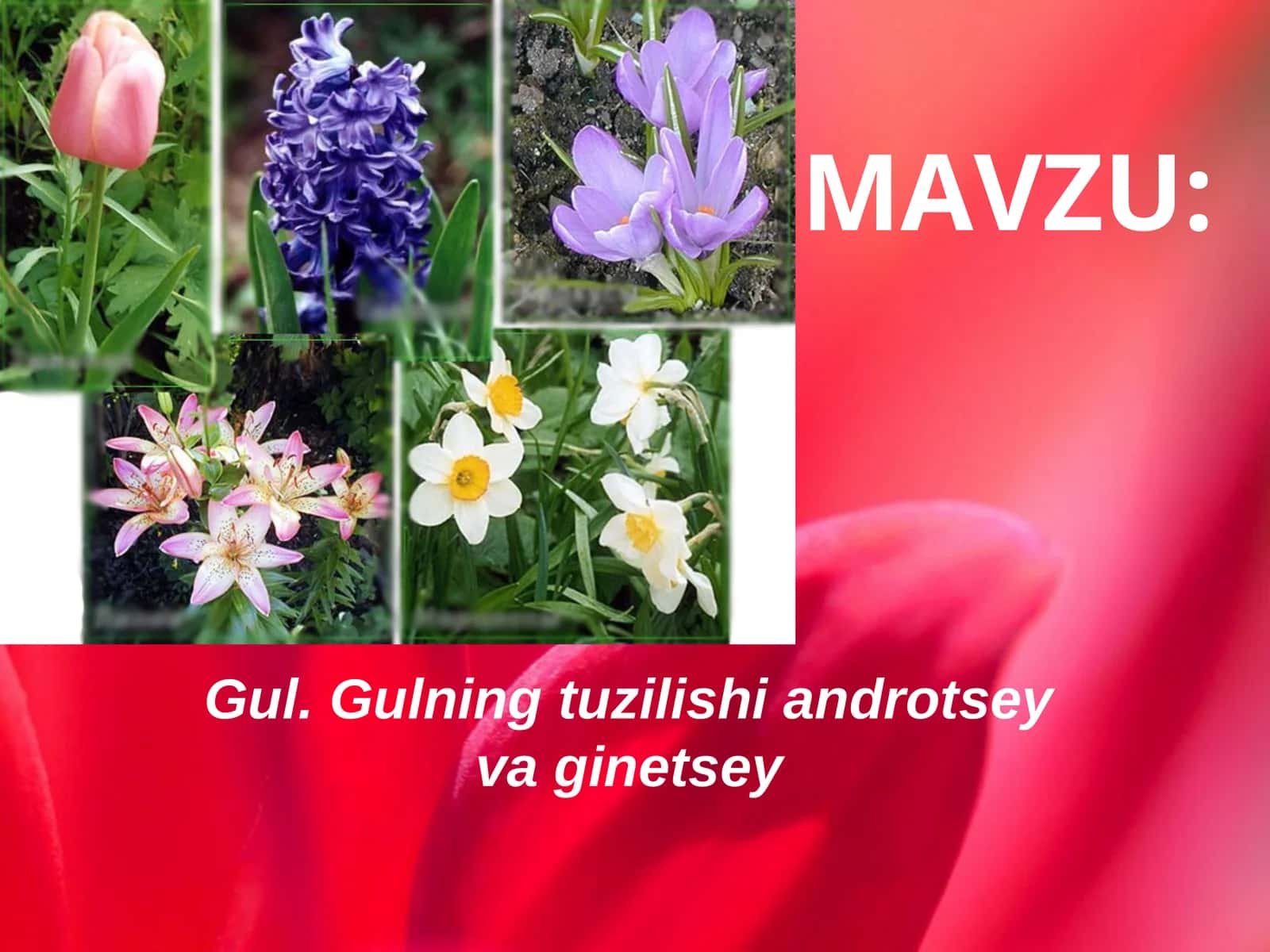 Gul
