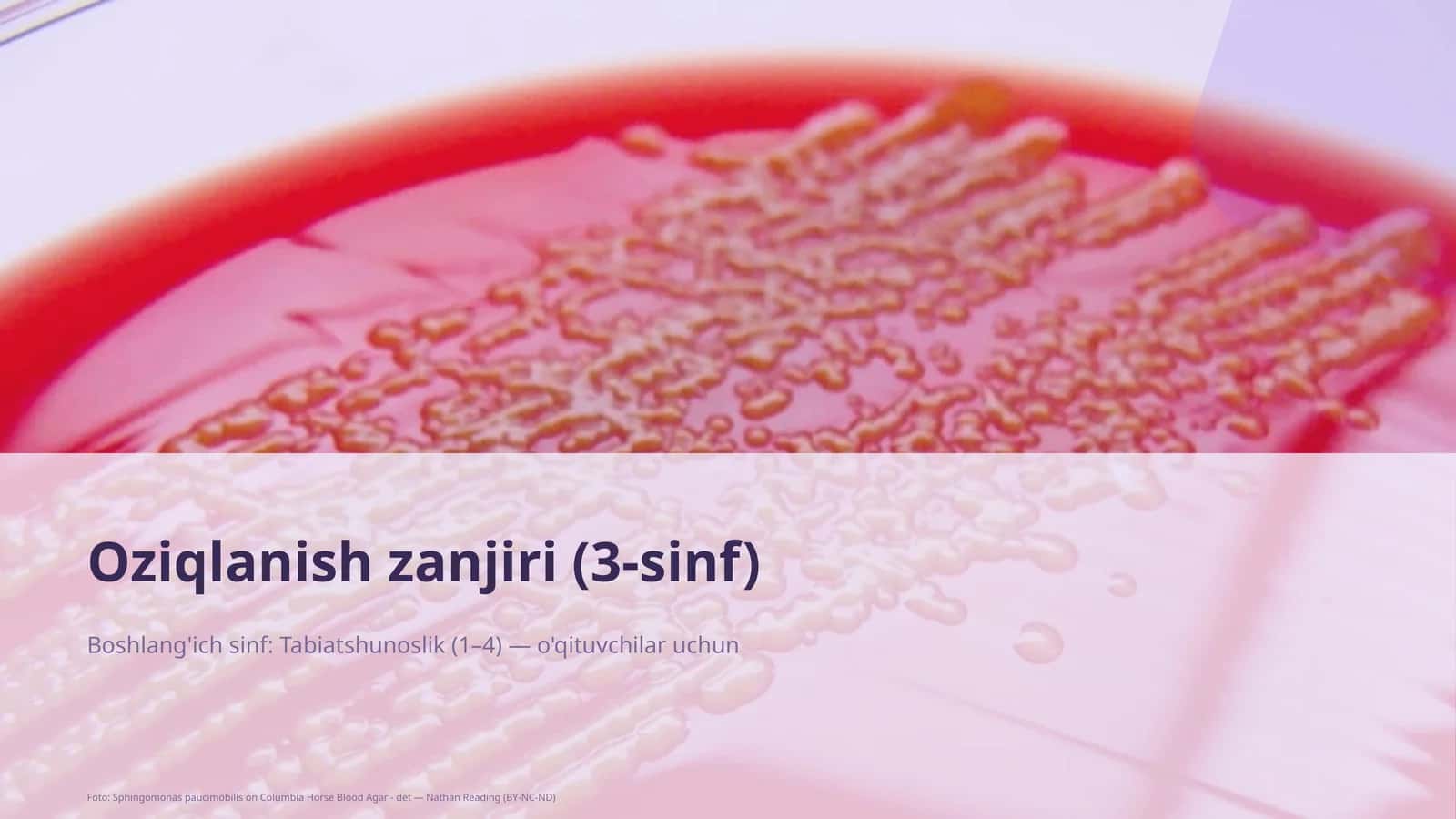 Oziqlanish zanjiri (3-sinf)