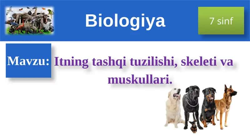 Itning tashqi tuzilishi 1