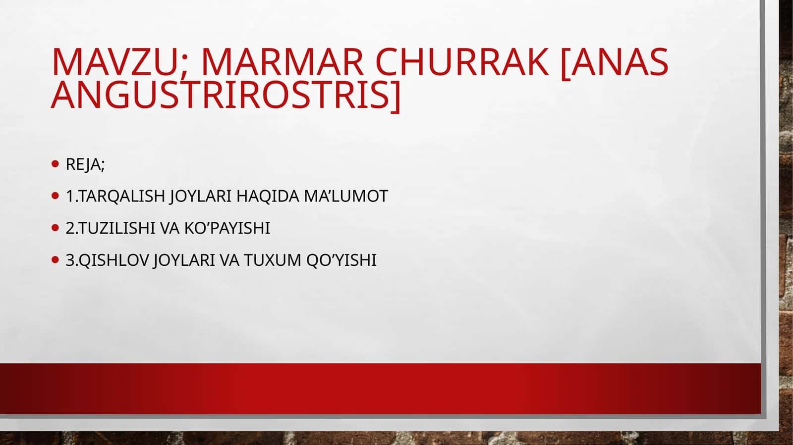 MARMAR CHURRAK [anas angustrirostris]
