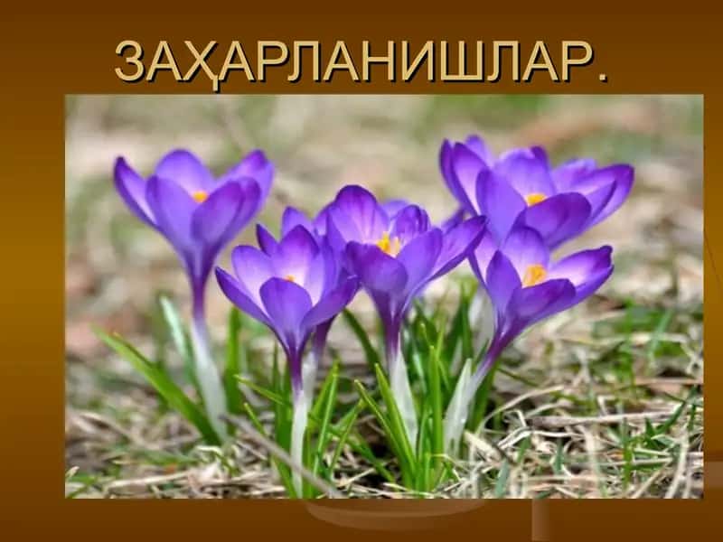 Заҳарланишлар