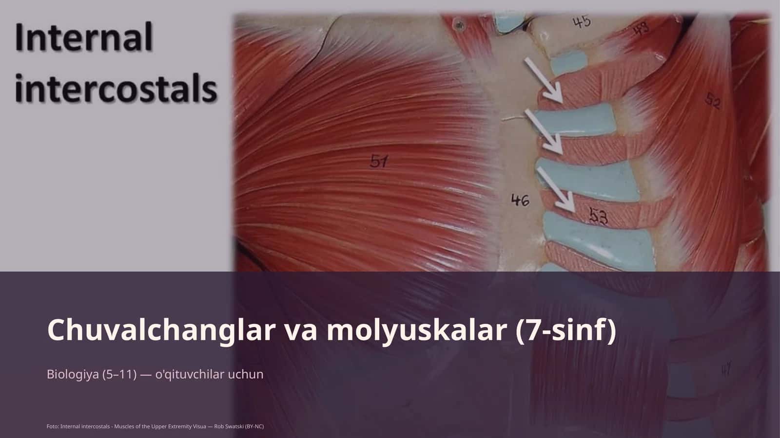 Chuvalchanglar va molyuskalar (7-sinf)