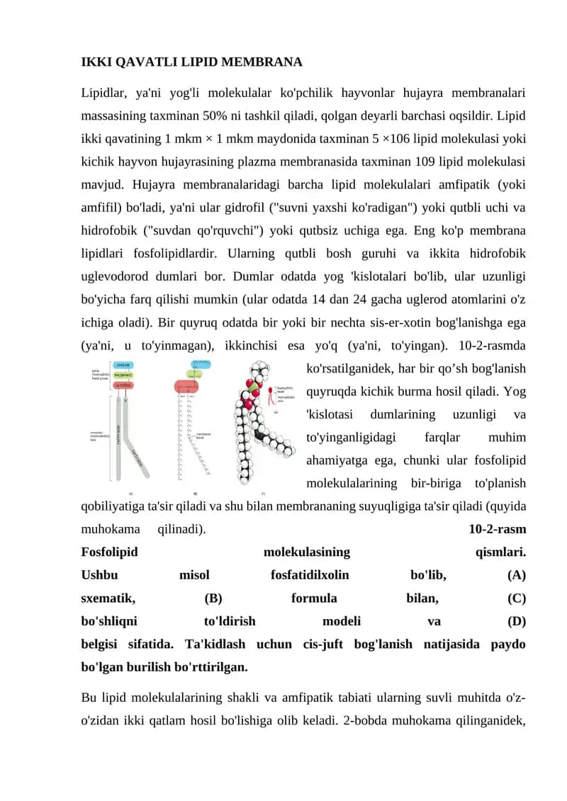 IKKI QAVATLI LIPID MEMBRANA