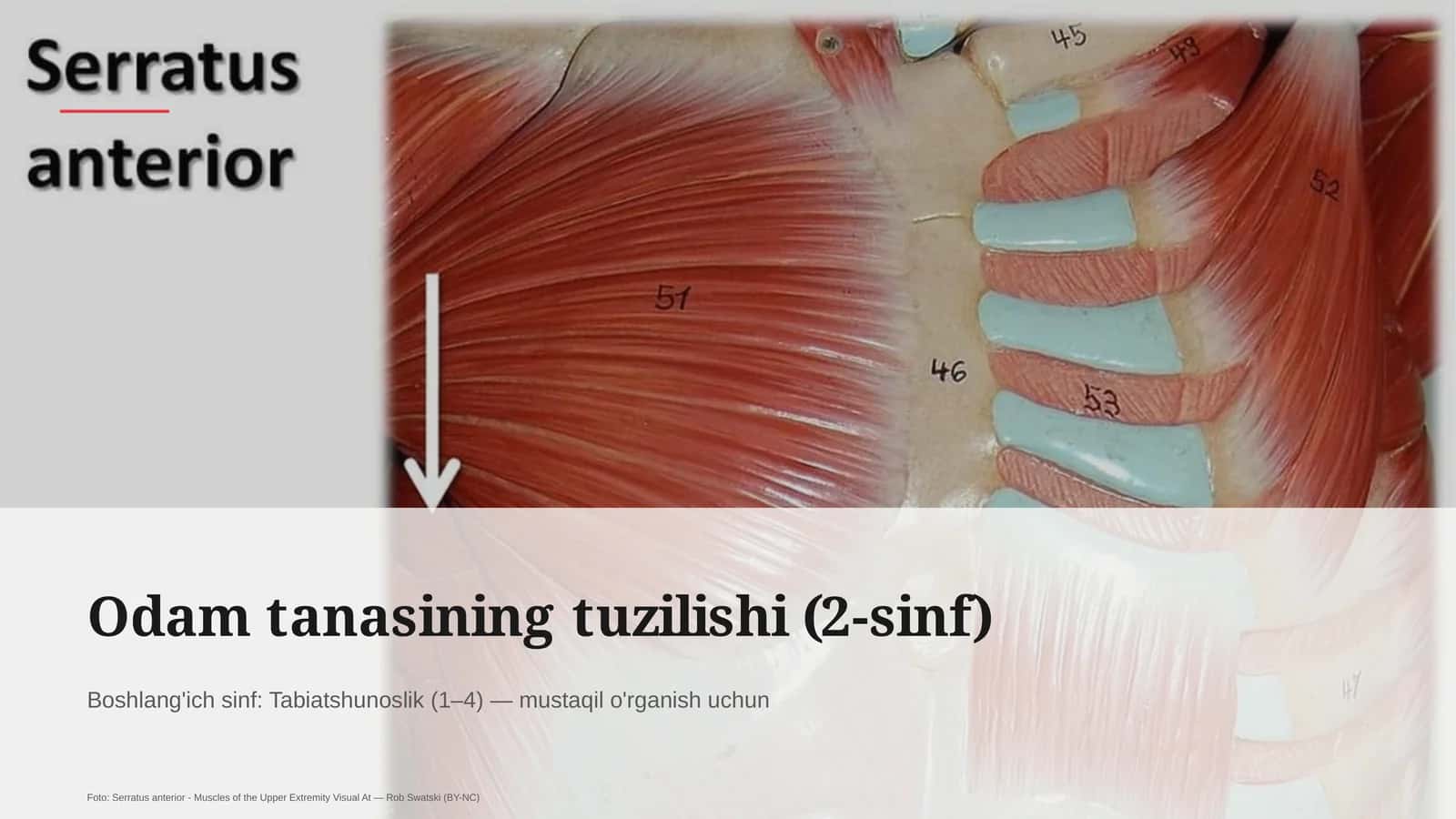 Odam tanasining tuzilishi (2-sinf)