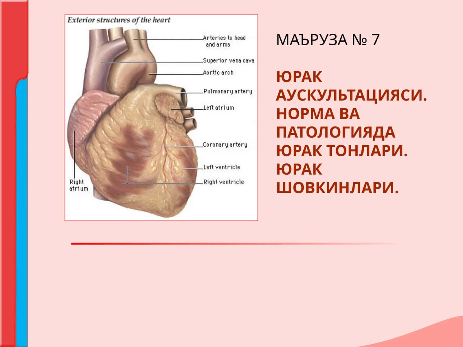 ЮРАК АУСКУЛЬТАЦИЯСИ.НОРМА ВА  ПАТОЛОГИЯДА ЮРАК ТОНЛАРИ. ЮРАК ШОВКИНЛАРИ