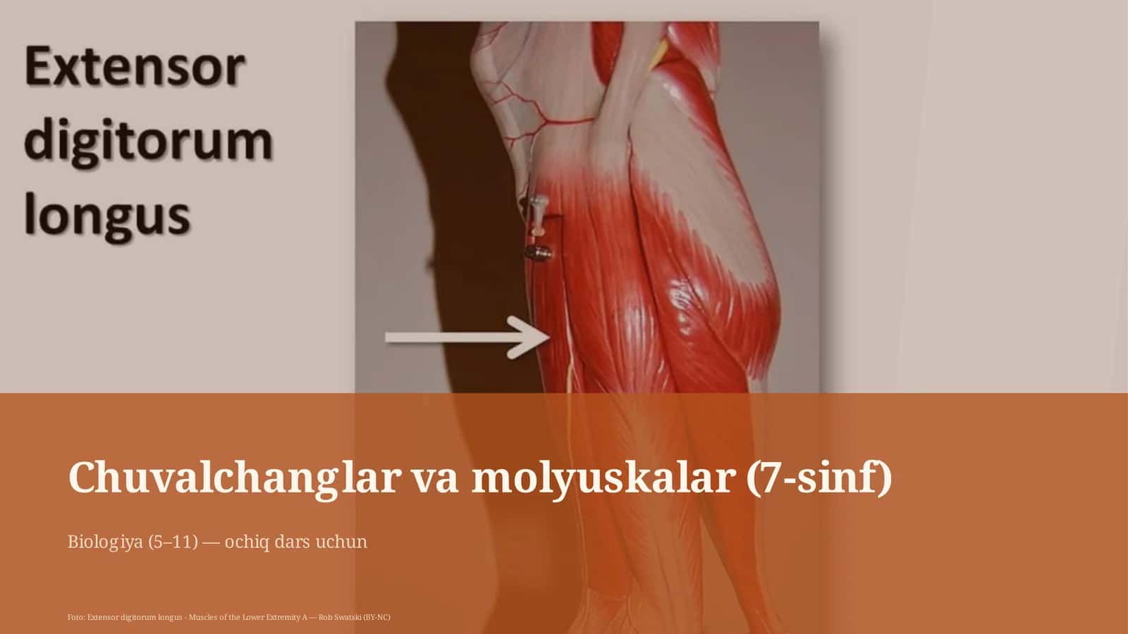 Chuvalchanglar va molyuskalar