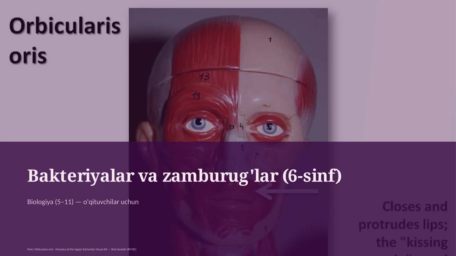 Bakteriyalar va zamburug'lar (6-sinf)