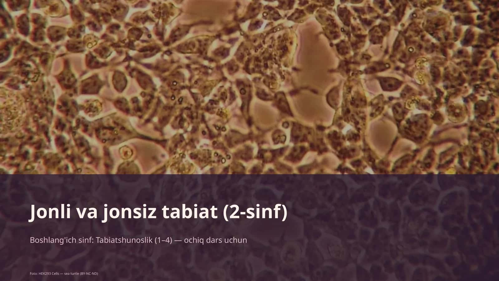 Jonli va jonsiz tabiat (2-sinf)
