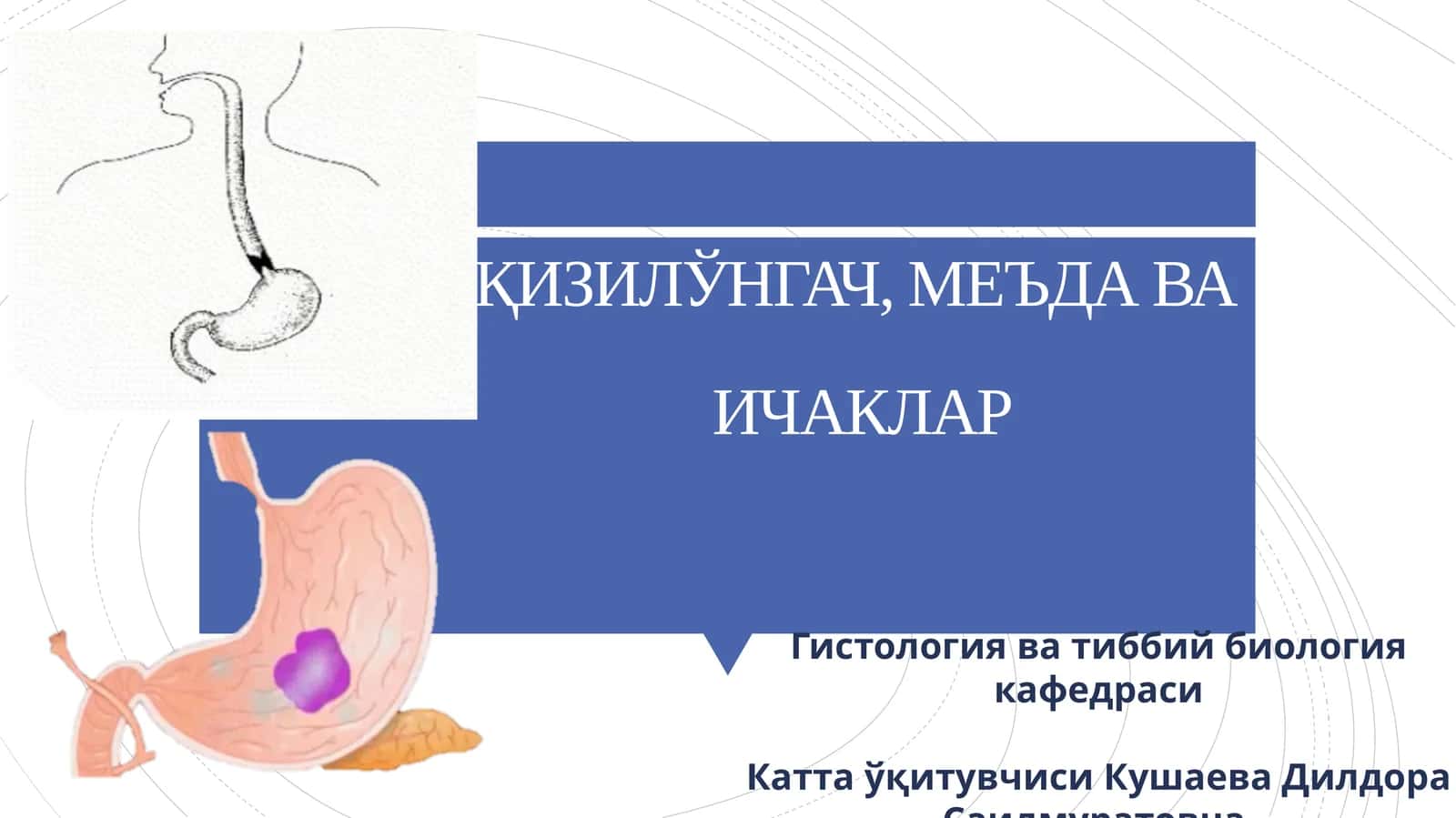 Қизилўнгач, меъда ва ичаклар