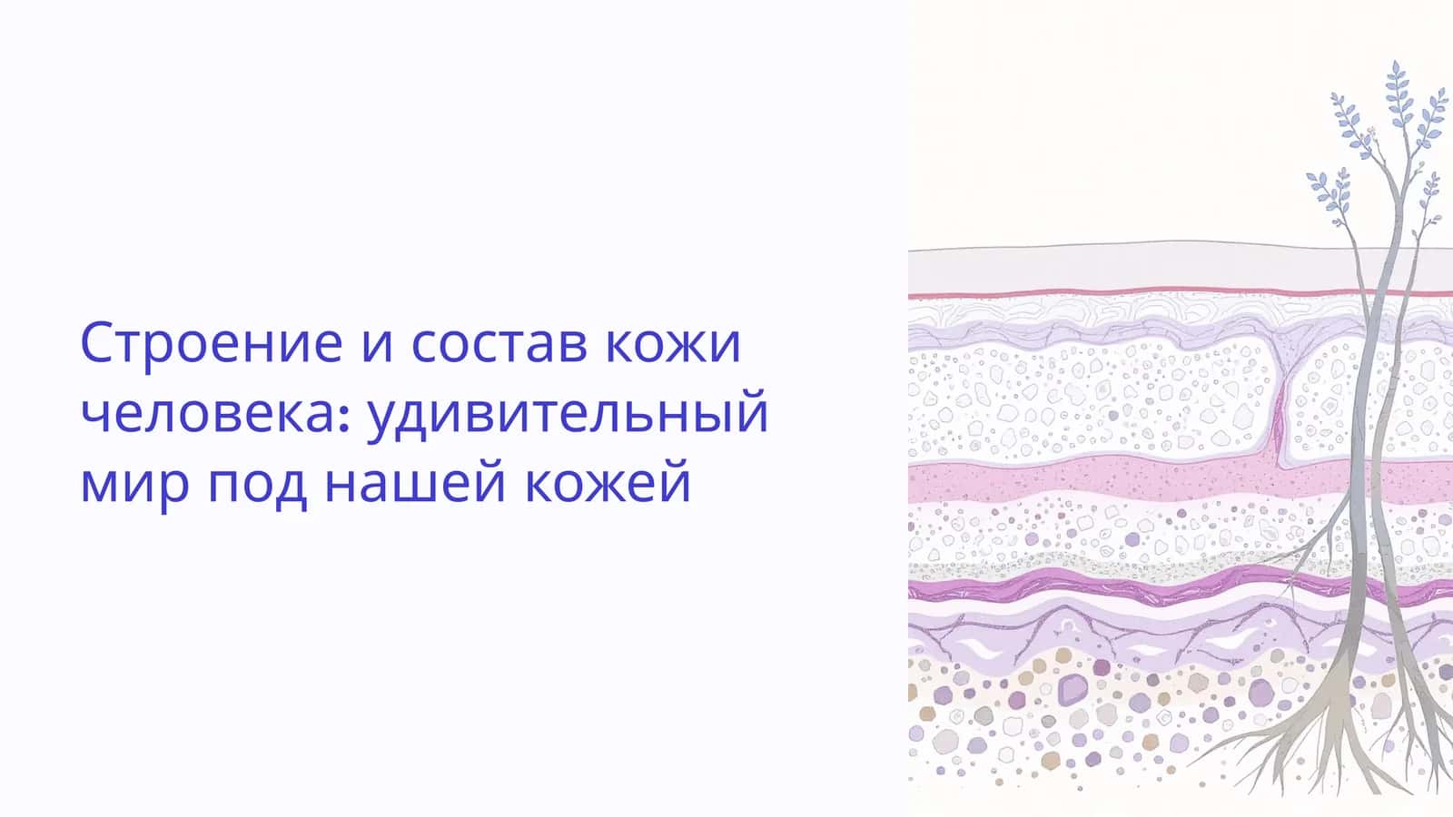Строение и состав кожи человека: удивительный мир под нашей кожей