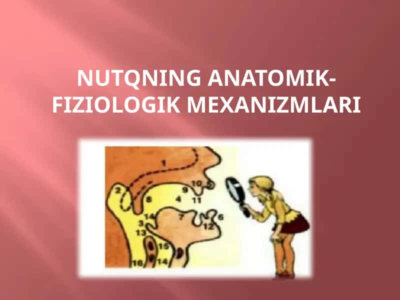 NUTQNING ANATOMIK-FIZIOLOGIK MEXANIZMLARI