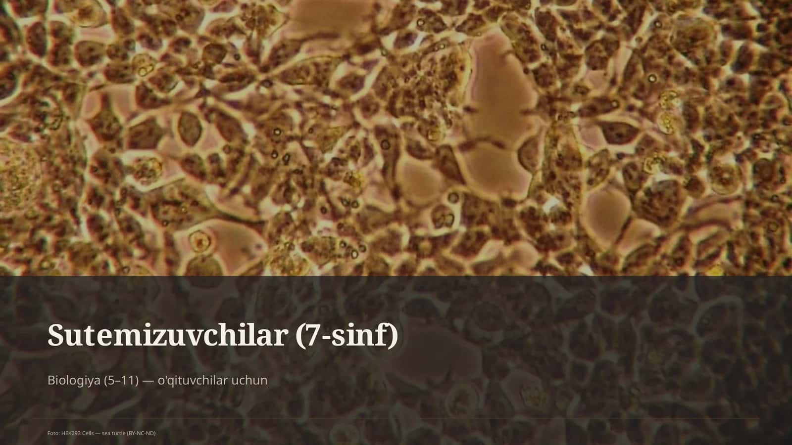 Sutemizuvchilar (7-sinf)