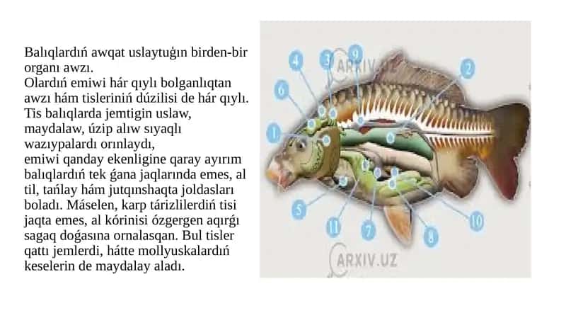 Balıkların Tisleri