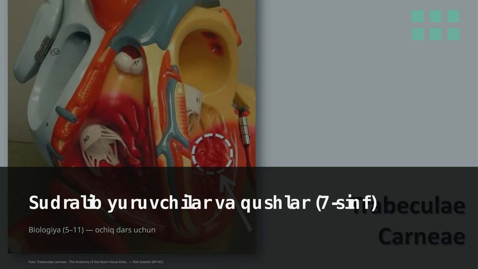 Sudralib yuruvchilar va qushlar (7-sinf)