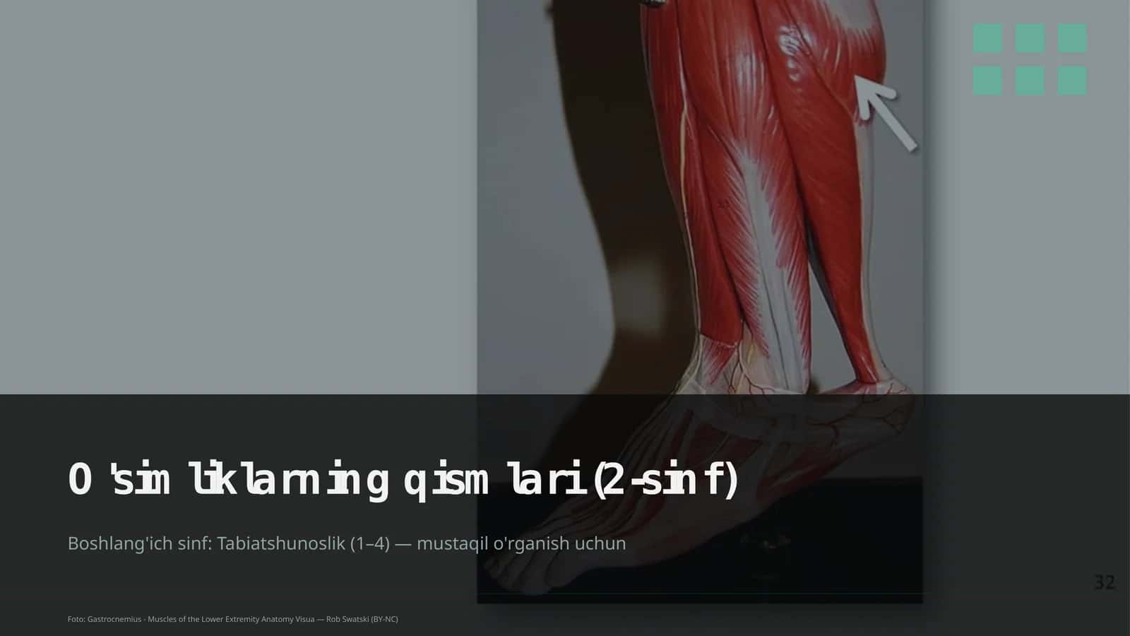 O'simliklarning qismlari (2-sinf)