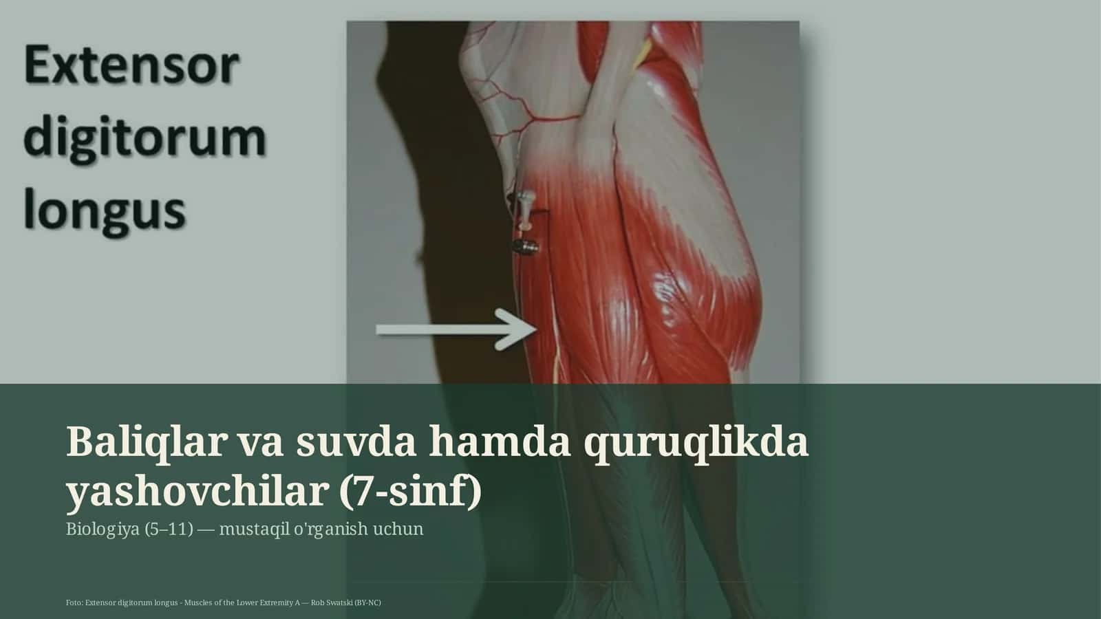 Baliqlar va suvda hamda quruqlikda yashovchilar (7-sinf)