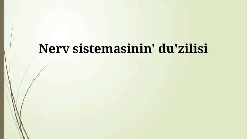 Nerv sistemasının' du'zilisi