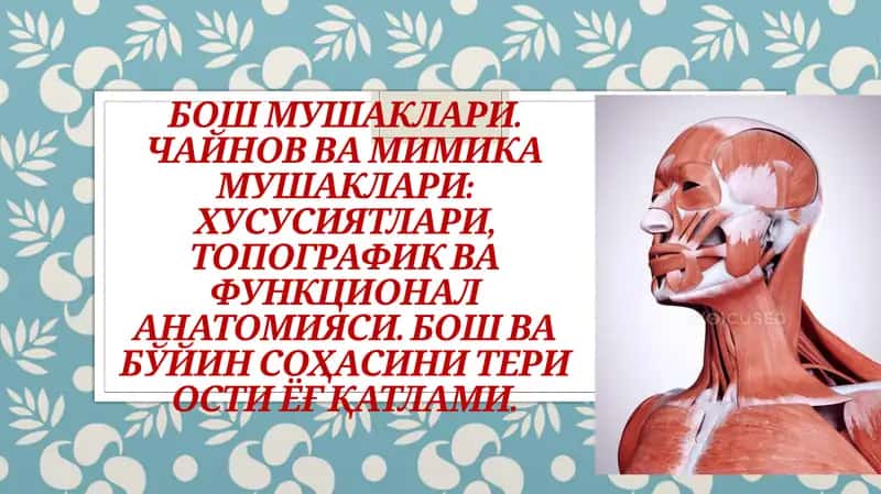 Бош мушаклари (Musculicapitis)