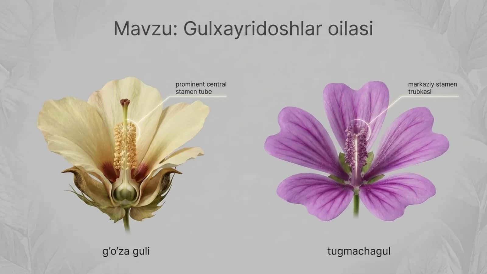 Gulxayridoshlar oilasi