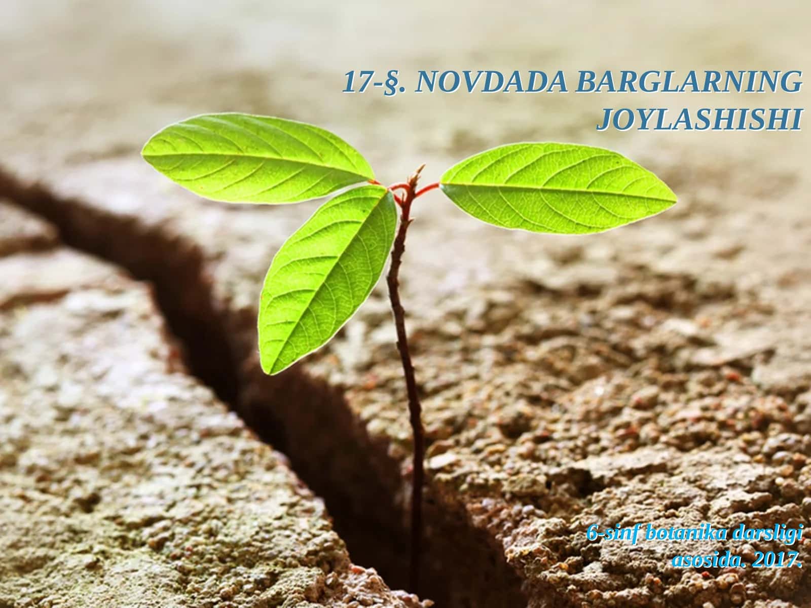 6-sinf Botanika Novdada barglarning joylashishi