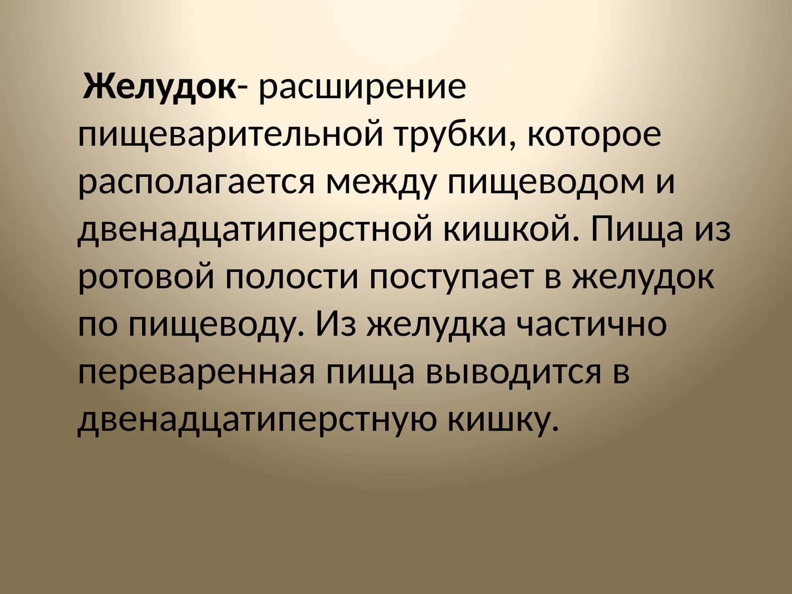 Желудок