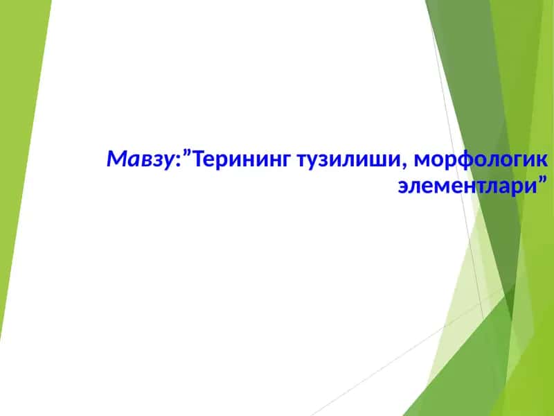 Терининг тузилиши, морфологик элементлари
