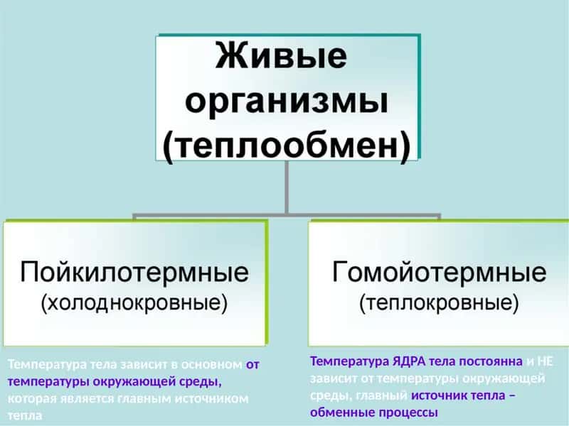 Температурани регуляция қилиш
