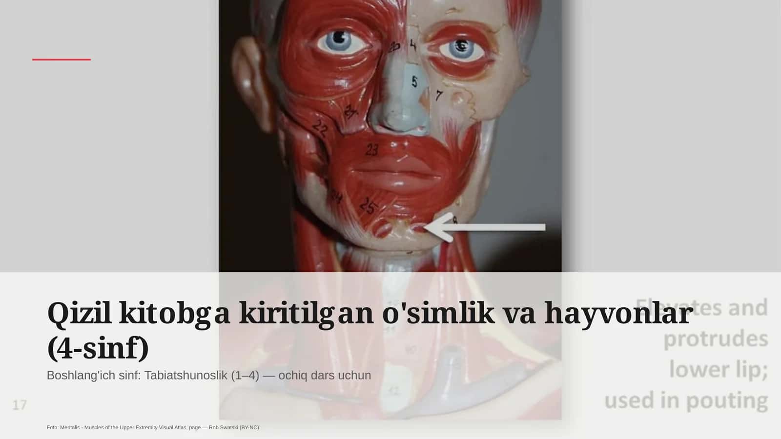 Qizil kitobga kiritilgan o'simlik va hayvonlar (4-sinf)
