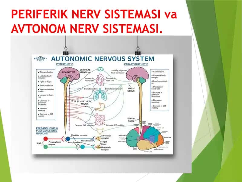 PERIFERIK NERV SISTEMASI va AVTONOM NERV SISTEMASI. периферик нерв системаси ва автоном нерв системаси