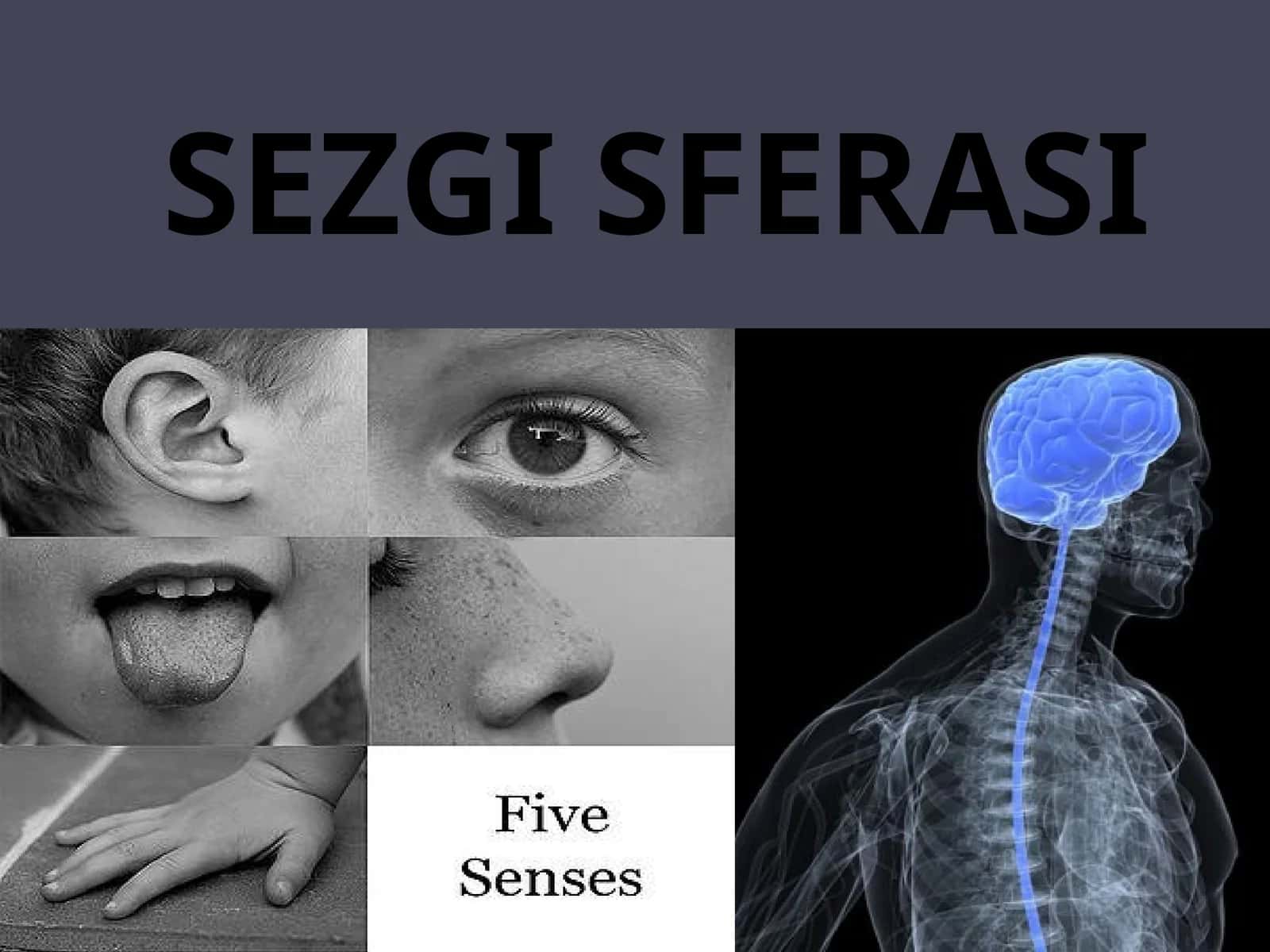 SEZGI SFERASI