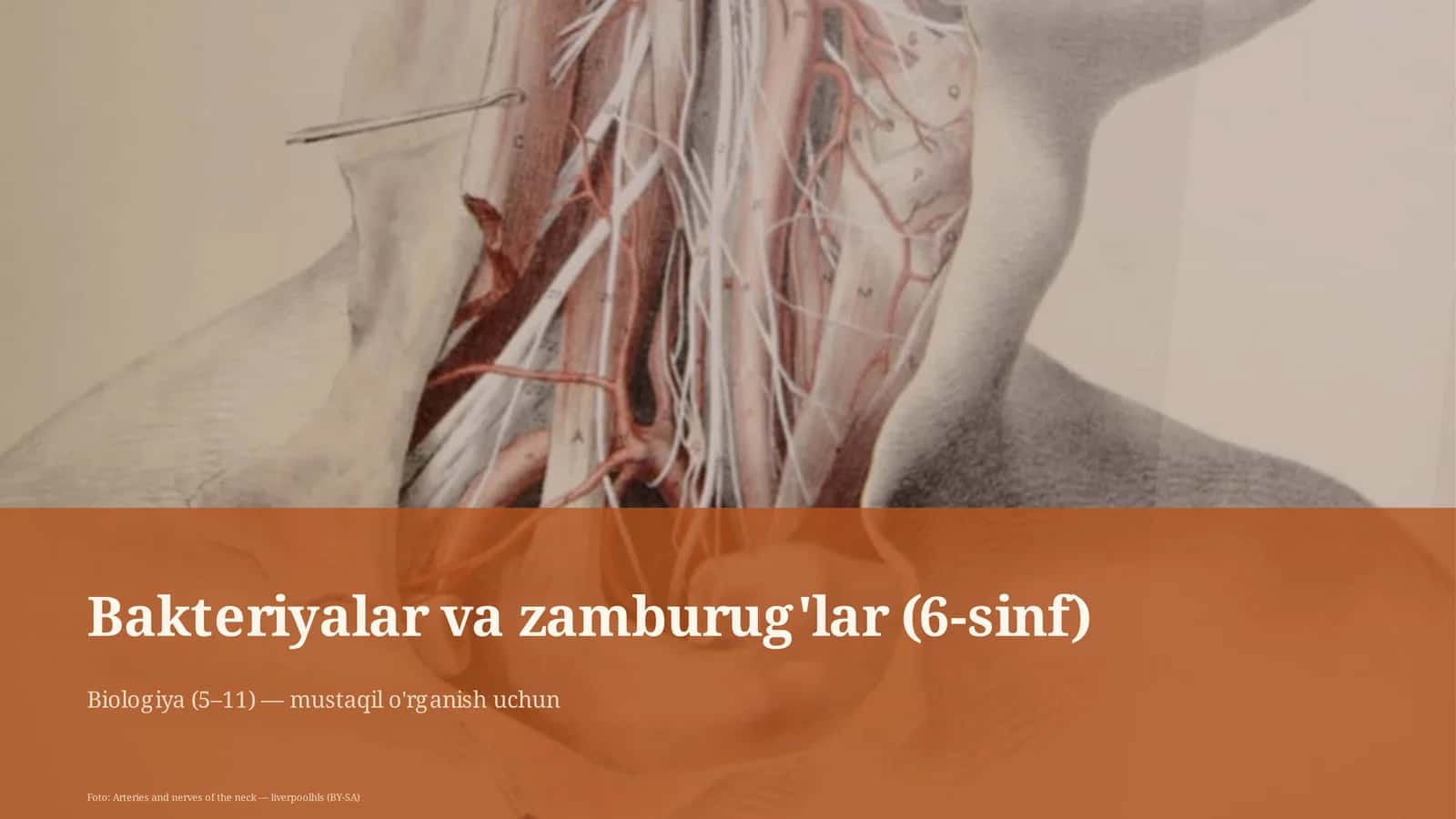 Bakteriyalar va zamburug'lar (6-sinf)