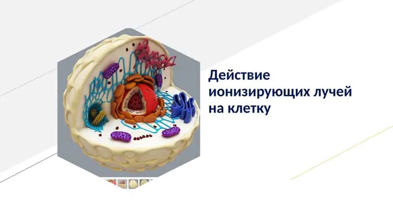 Действие ионизирующих лучей на клетку