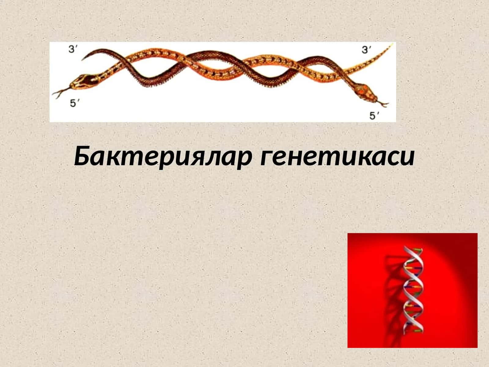 Бактериялар генетикаси
